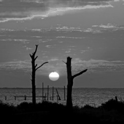 BW Two Tree Sunset
